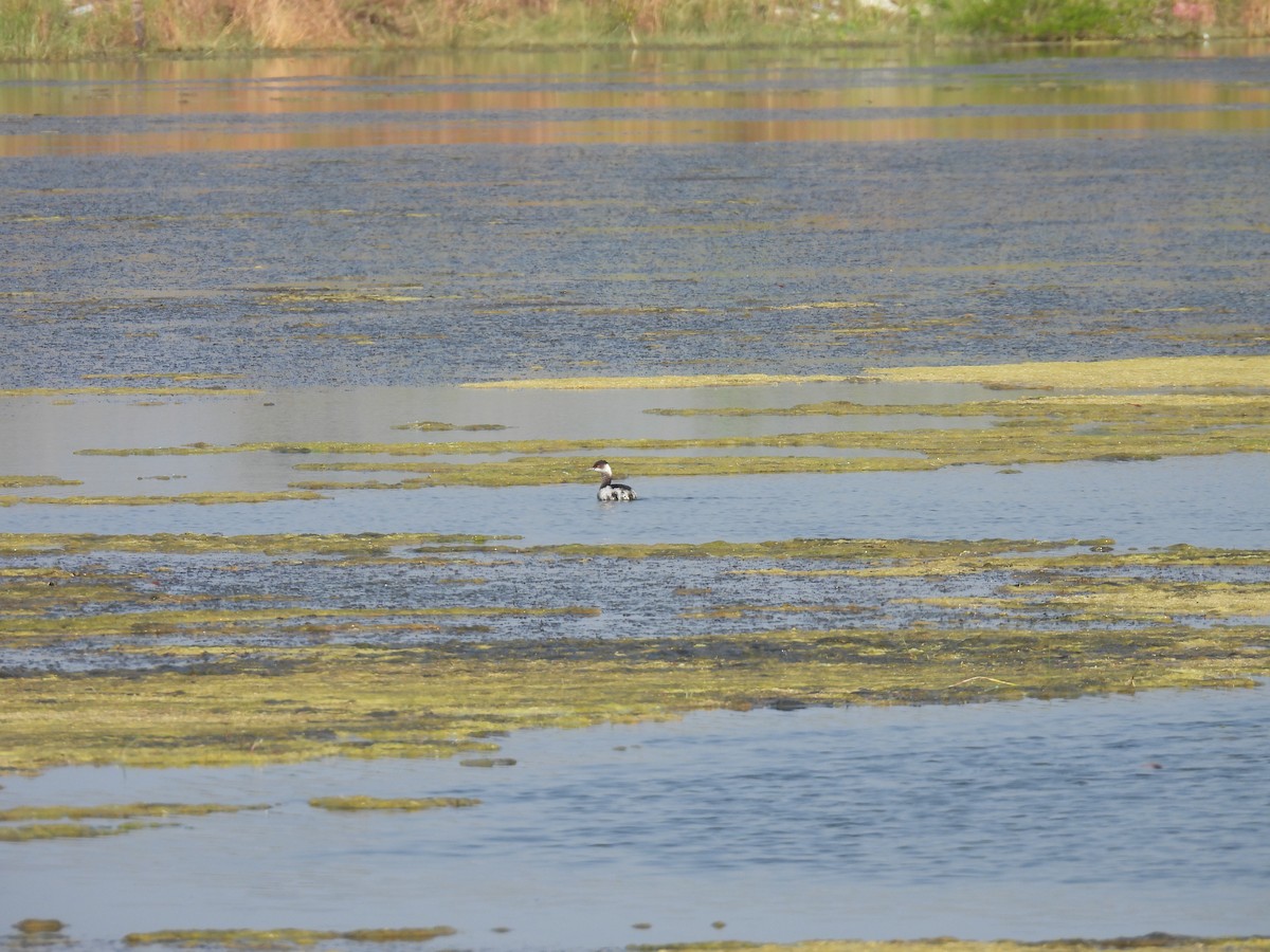 storskrikørn - ML645376981