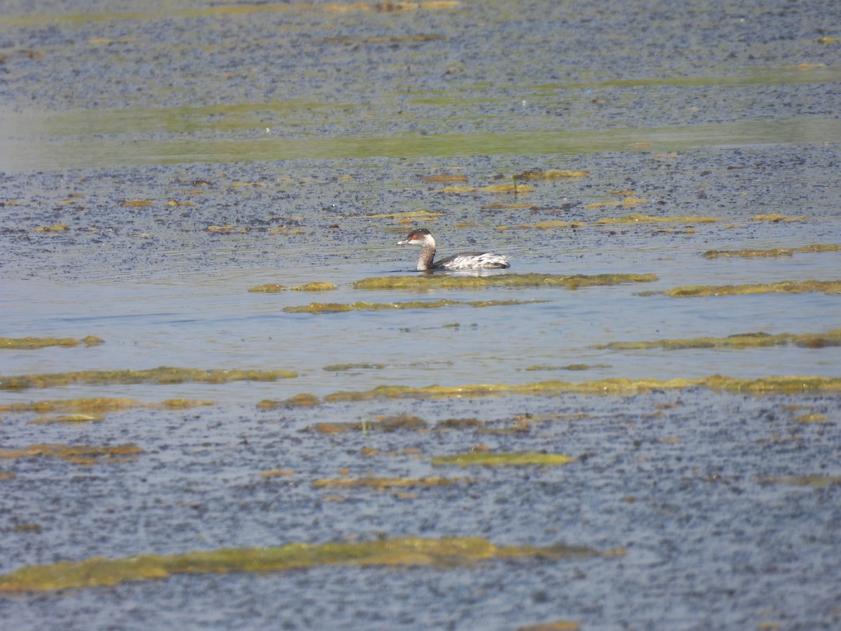 storskrikørn - ML645376982