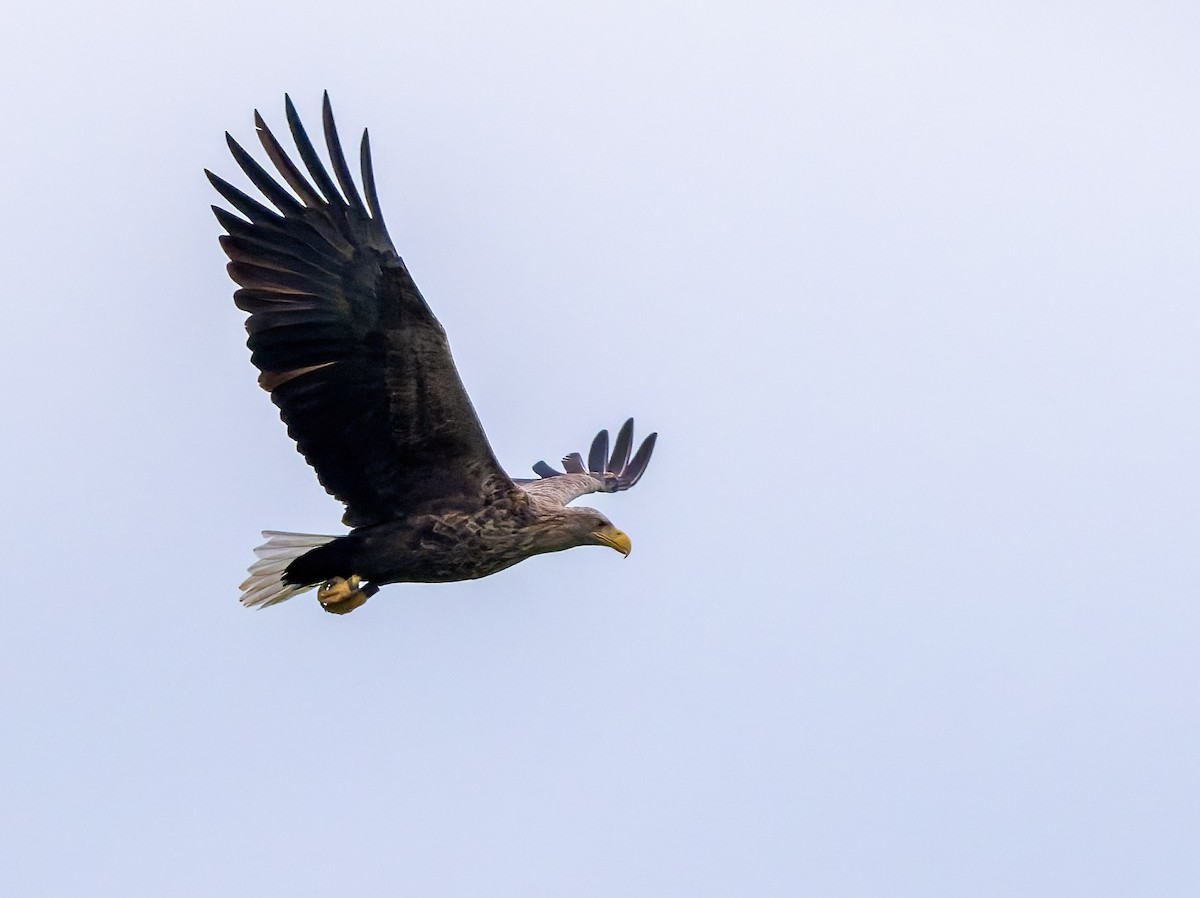 havørn - ML645376984