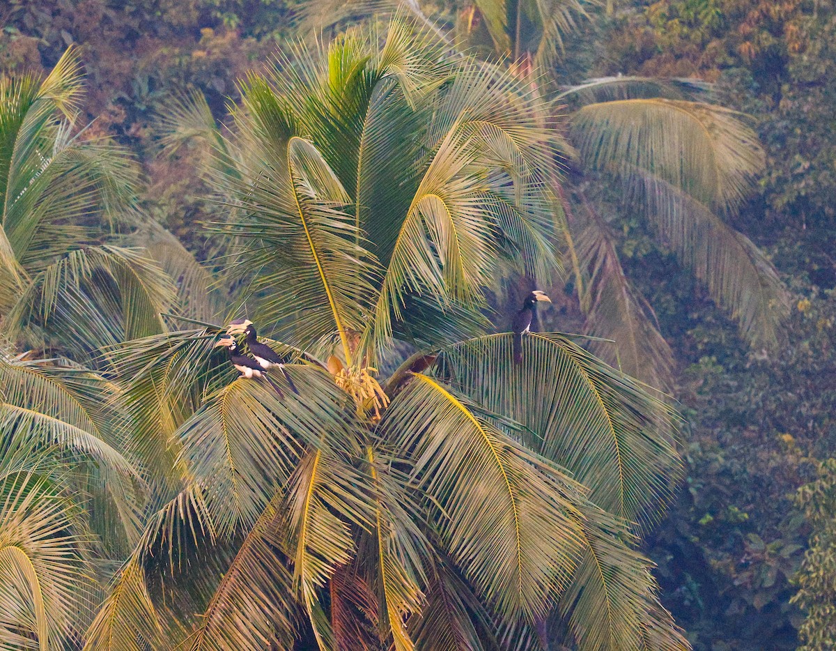 hinduhornfugl - ML645376985