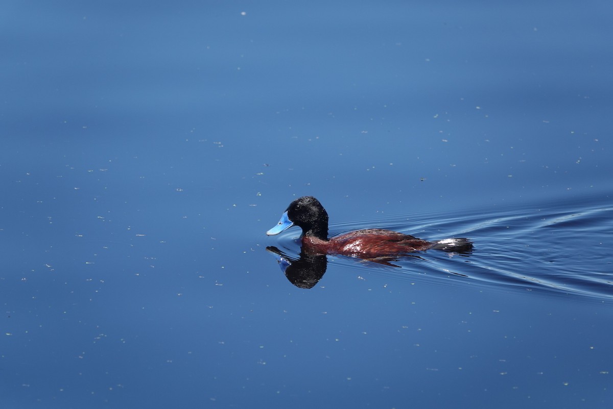 blånebband - ML645376986