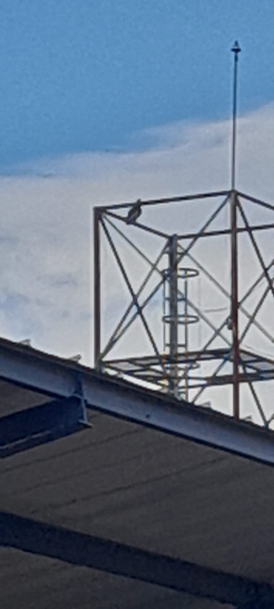 gulhalsibis - ML645376987