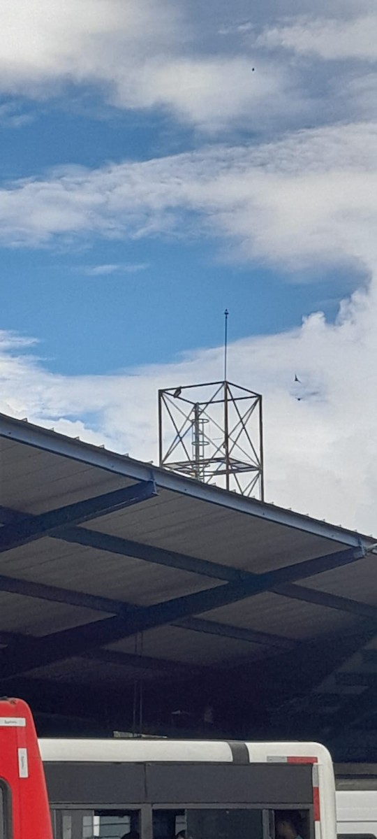 gulhalsibis - ML645376988