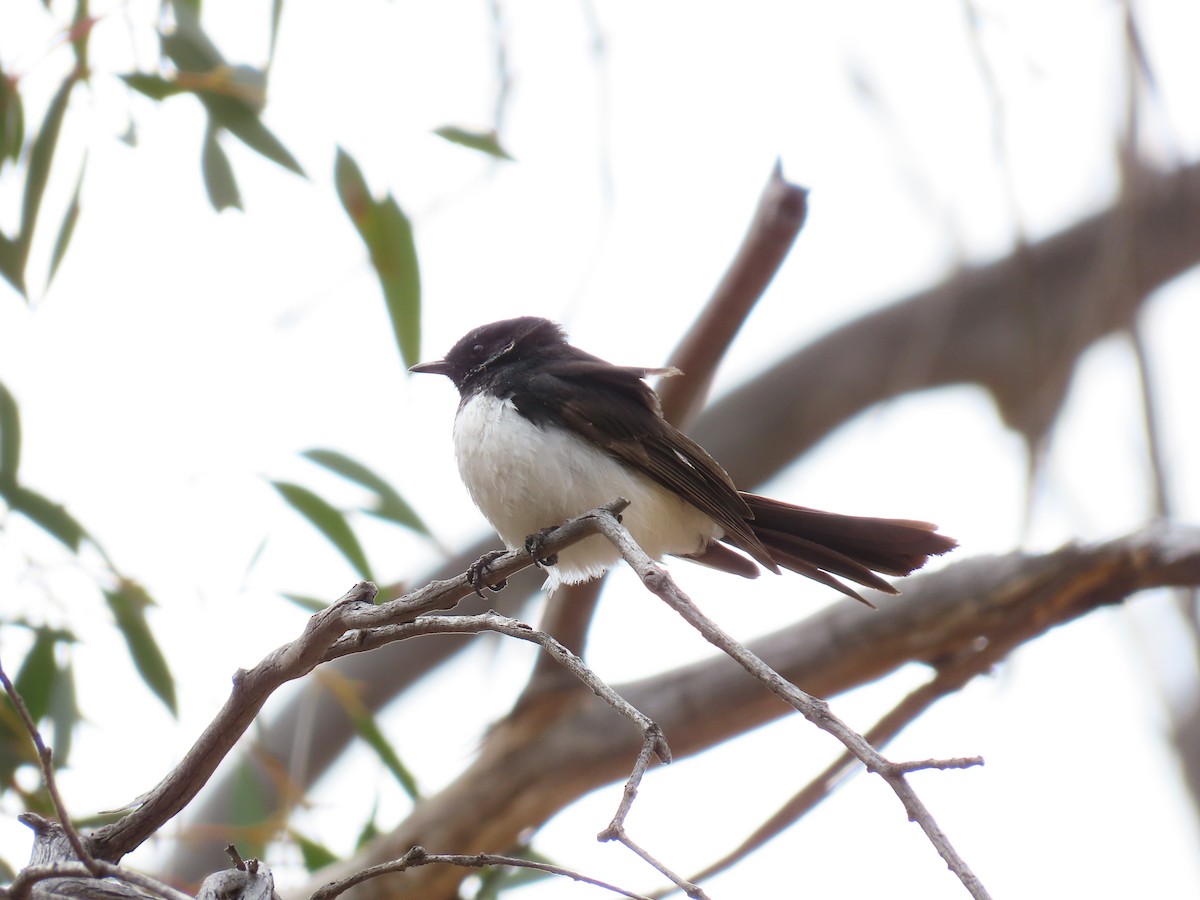 gallaviftestjert - ML645376989