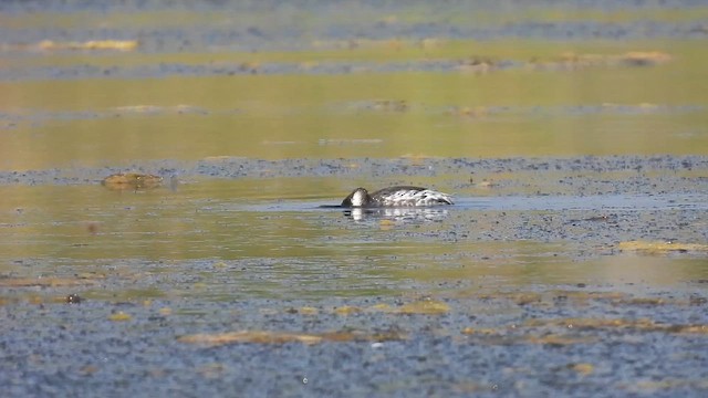 storskrikørn - ML645376991