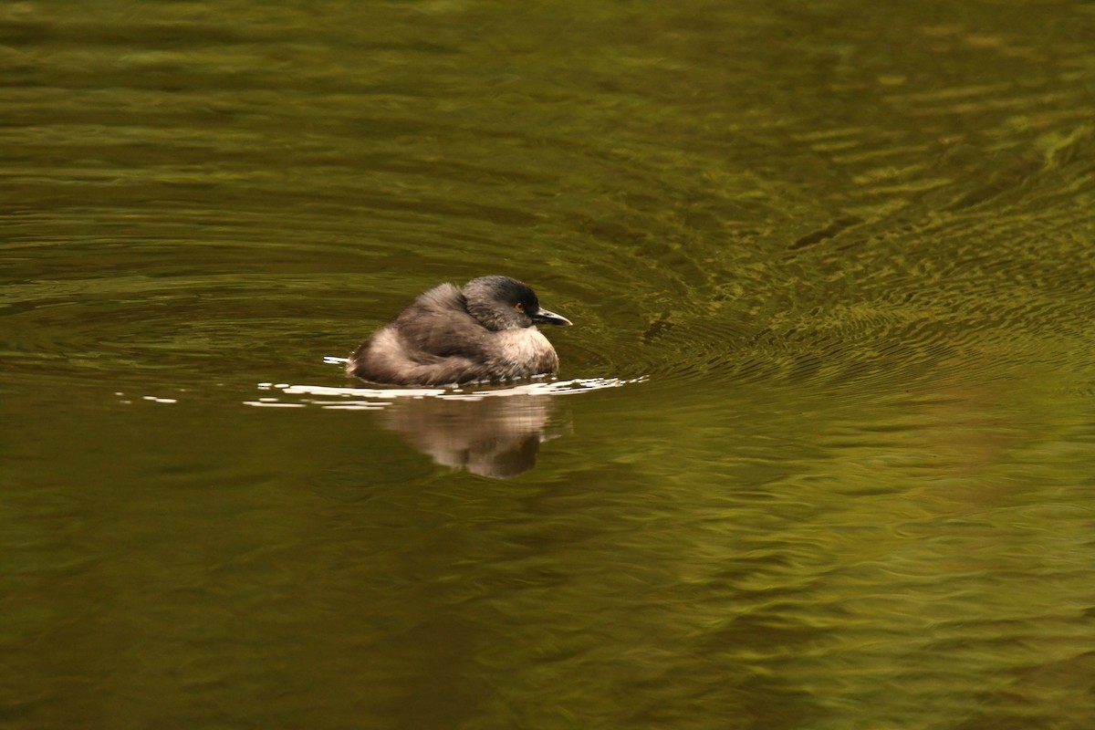 pygmédykker - ML645376993