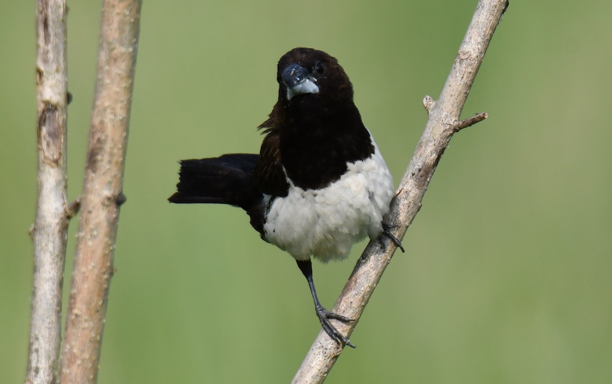 hvitgumpnonne - ML645376997