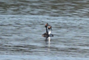 toppdykker - ML645376998