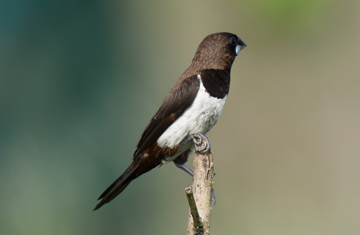 hvitgumpnonne - ML645377000