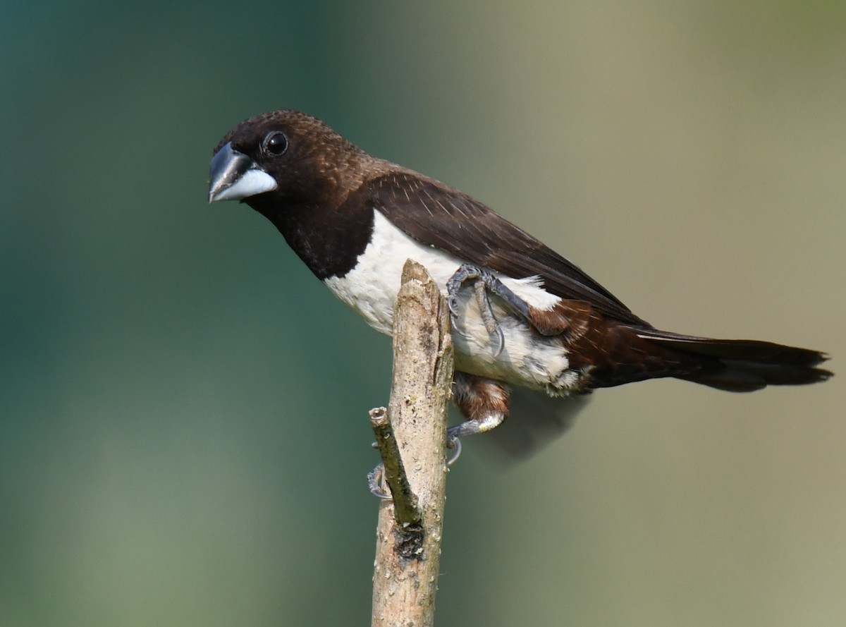 hvitgumpnonne - ML645377002