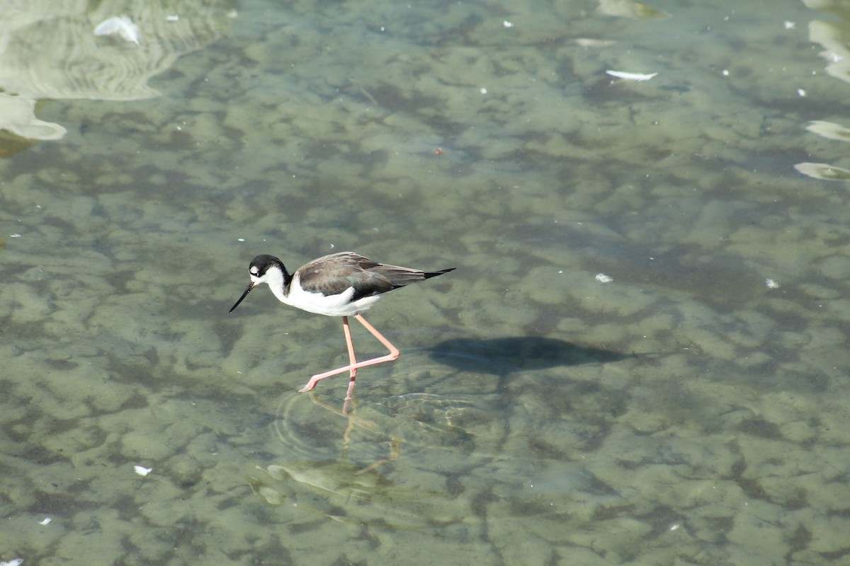 svartkronestylteløper - ML645377004