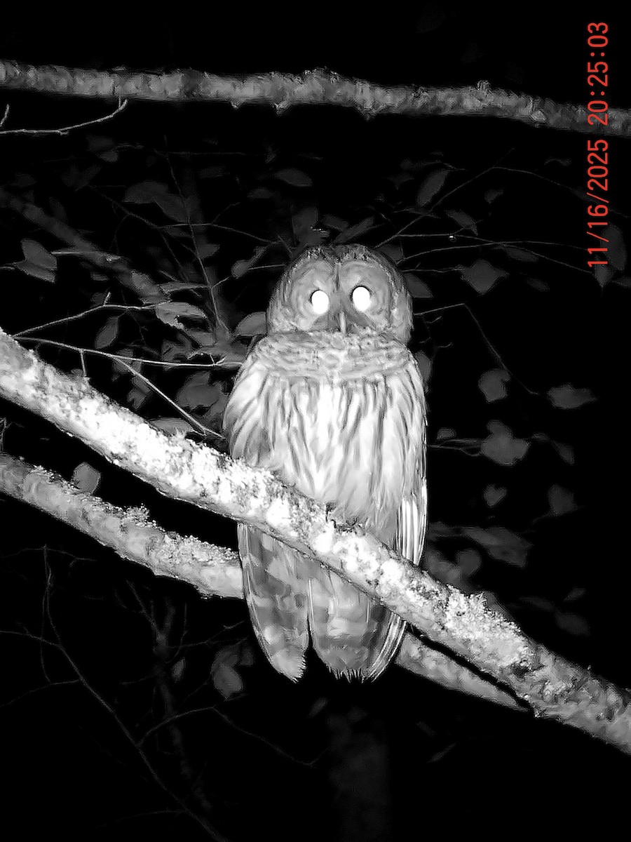 høvdingugle - ML645377009