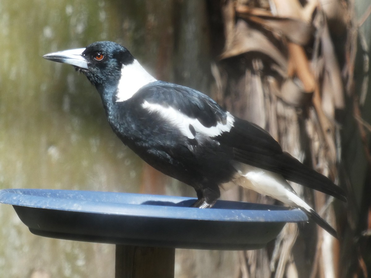Australian Magpie - ML645377010