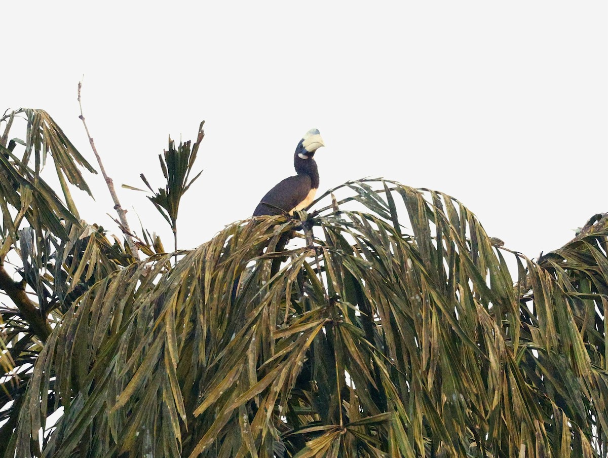 Cálao Coronado - ML645377013