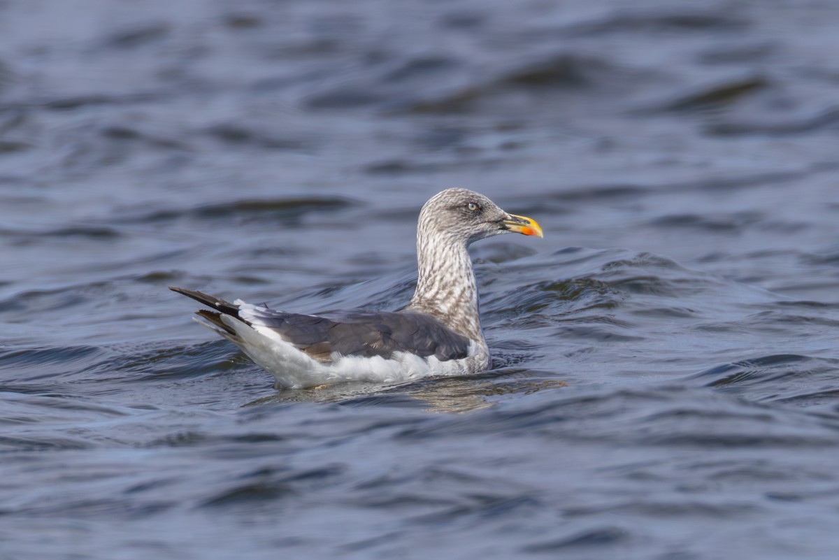 Lesser Black-backed Gull - ML645377029