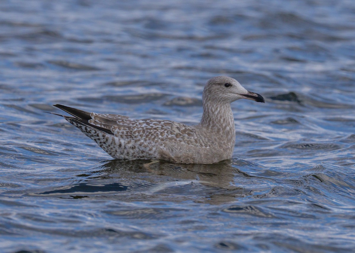 Lesser Black-backed Gull - ML645377030