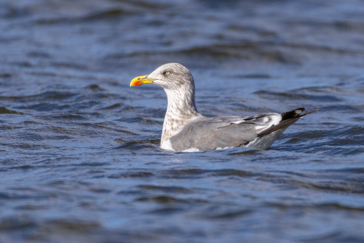 Lesser Black-backed Gull - ML645377031
