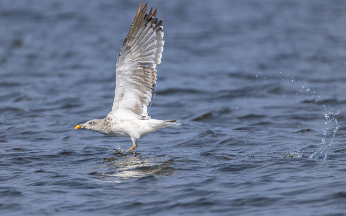 Lesser Black-backed Gull - ML645377032