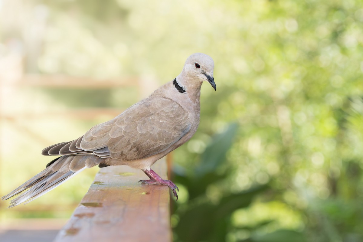 hrdlička zahradní - ML645377061