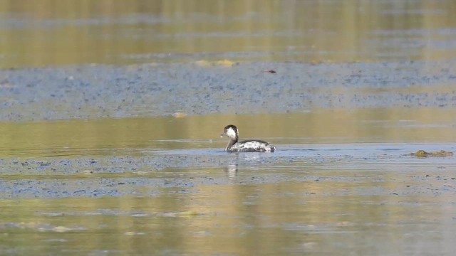 Txilinporta lepabeltza - ML645377108
