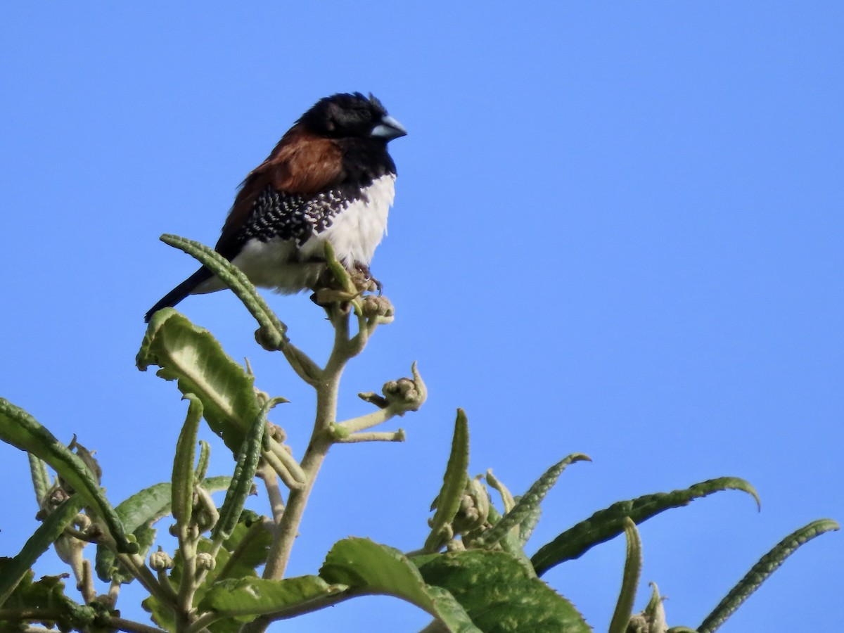 クロシチホウ - ML645377141