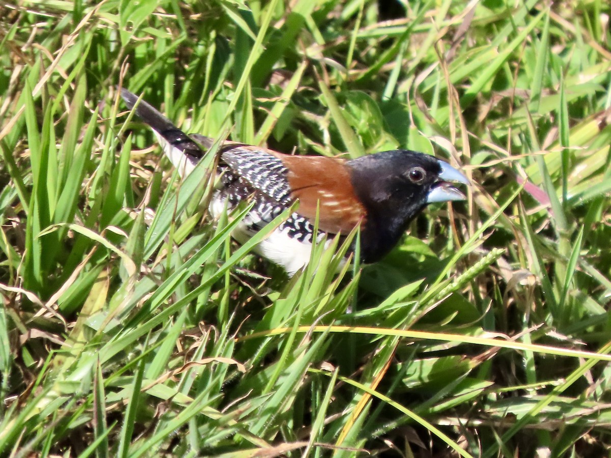 クロシチホウ - ML645377142