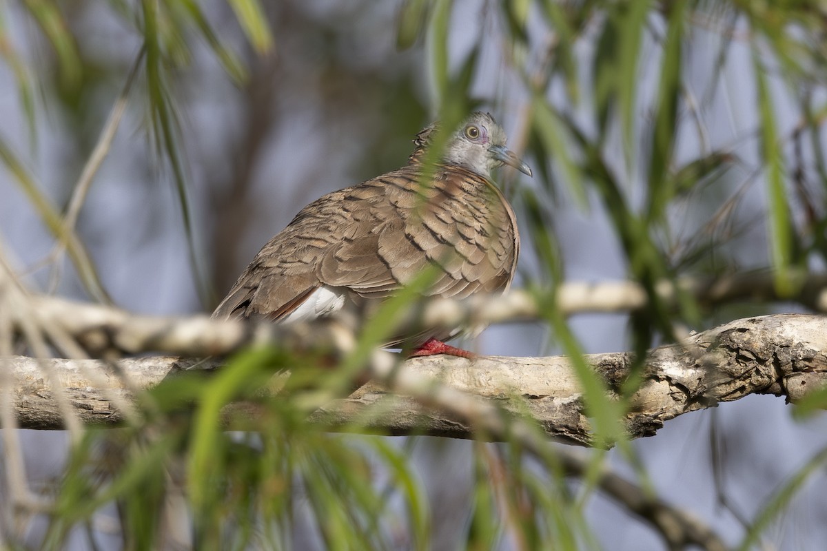 Bar-shouldered Dove - ML645377144