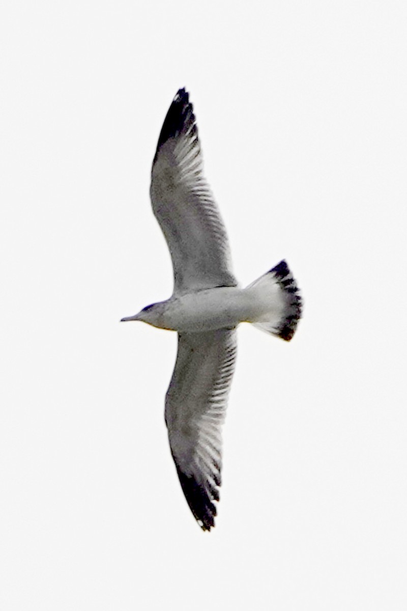 California Gull - ML645377146