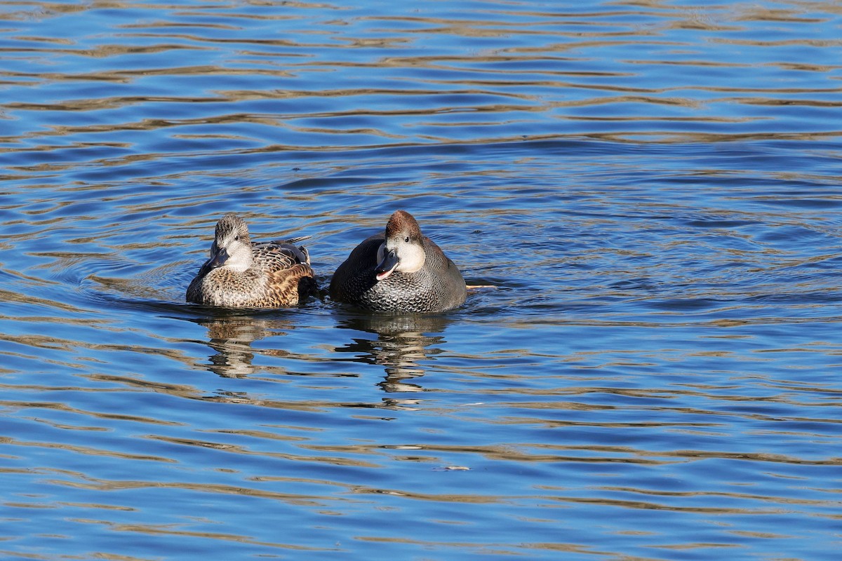 Gadwall - ML645377148