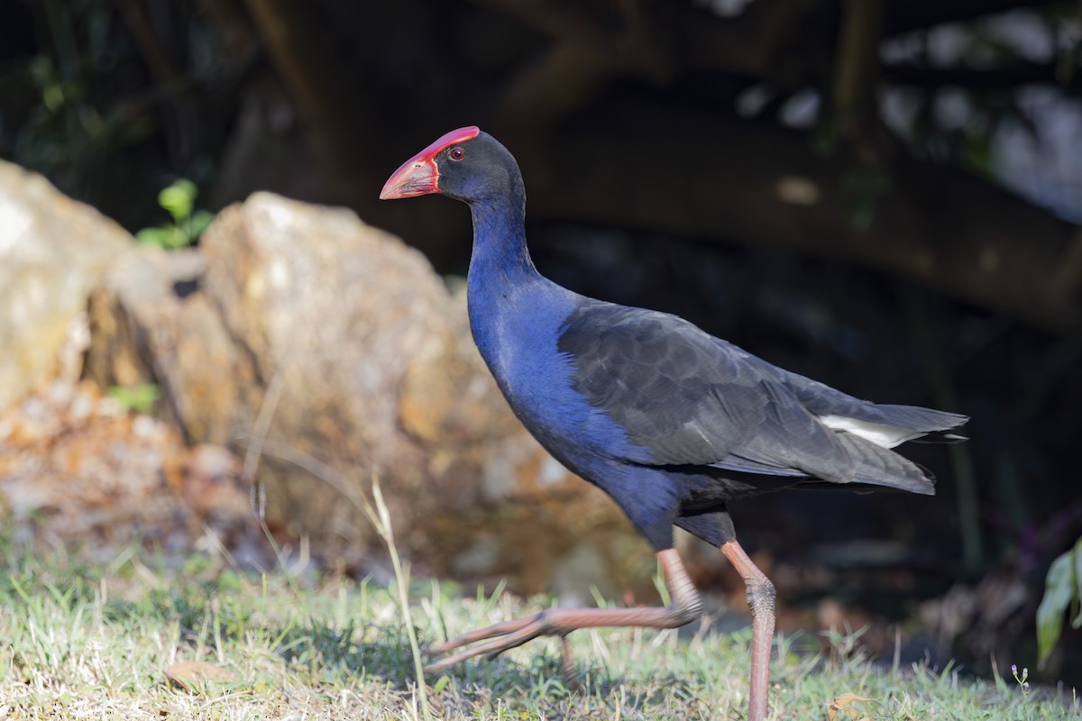 Australasian Swamphen - ML645377149