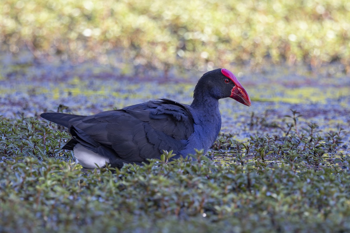 Australasian Swamphen - ML645377150