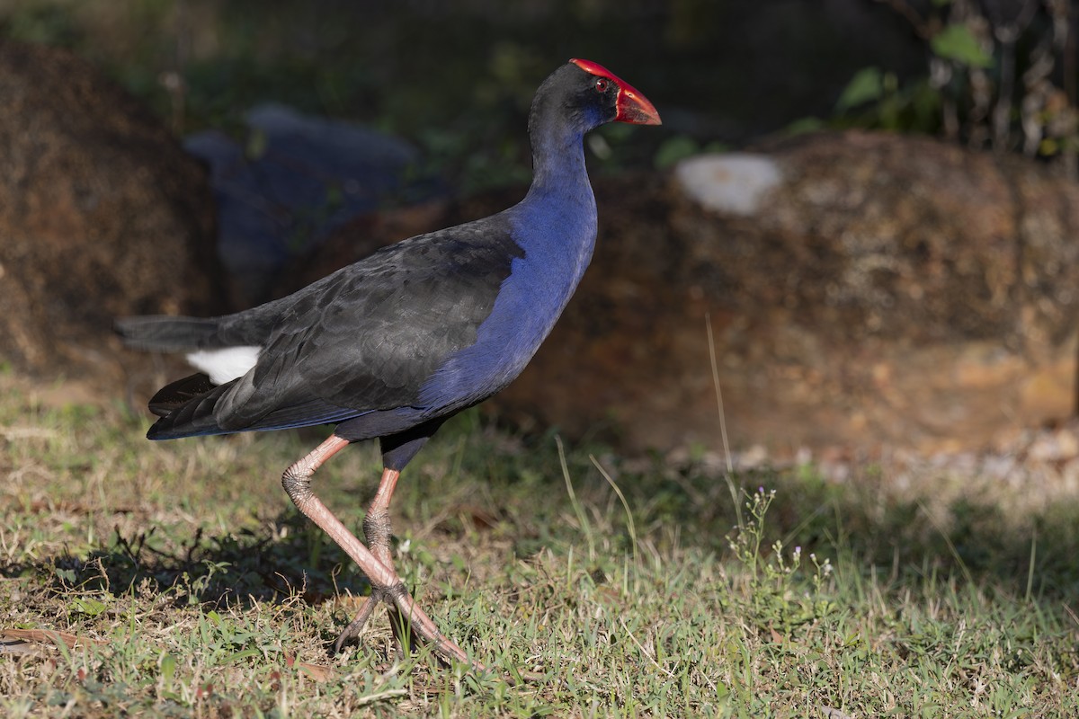 Australasian Swamphen - ML645377151