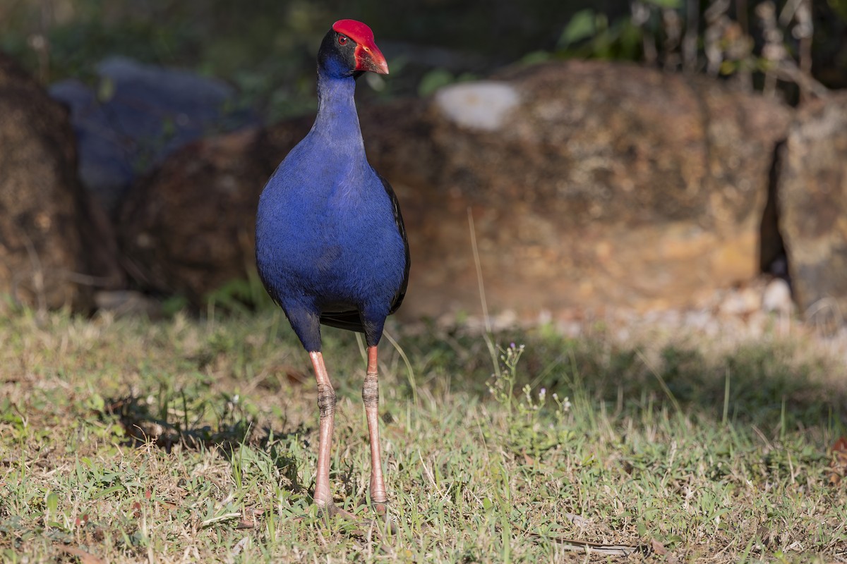 Australasian Swamphen - ML645377152