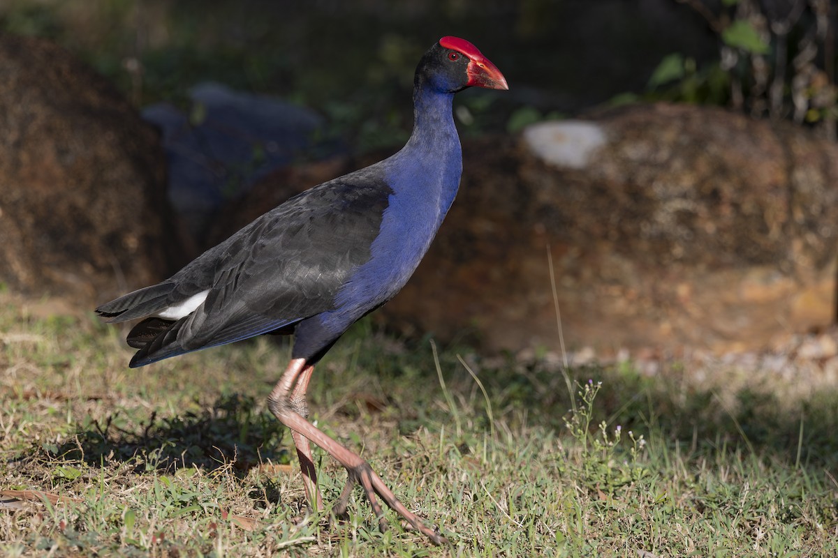 Australasian Swamphen - ML645377153