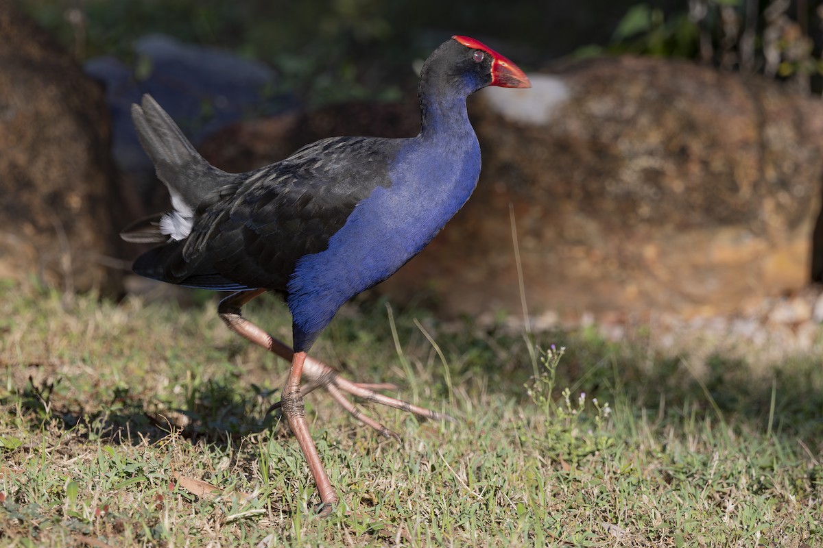 Australasian Swamphen - ML645377154