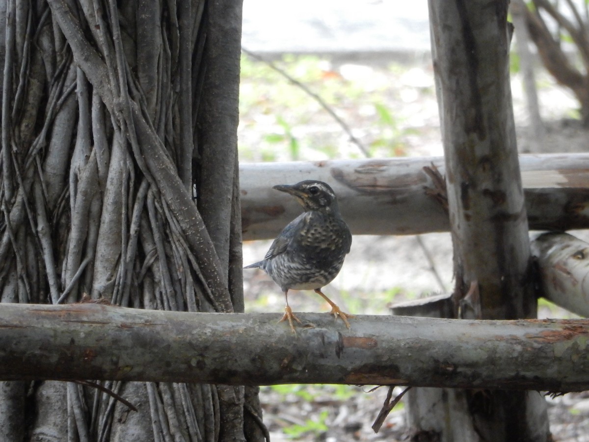 Siberian Thrush - ML645377155