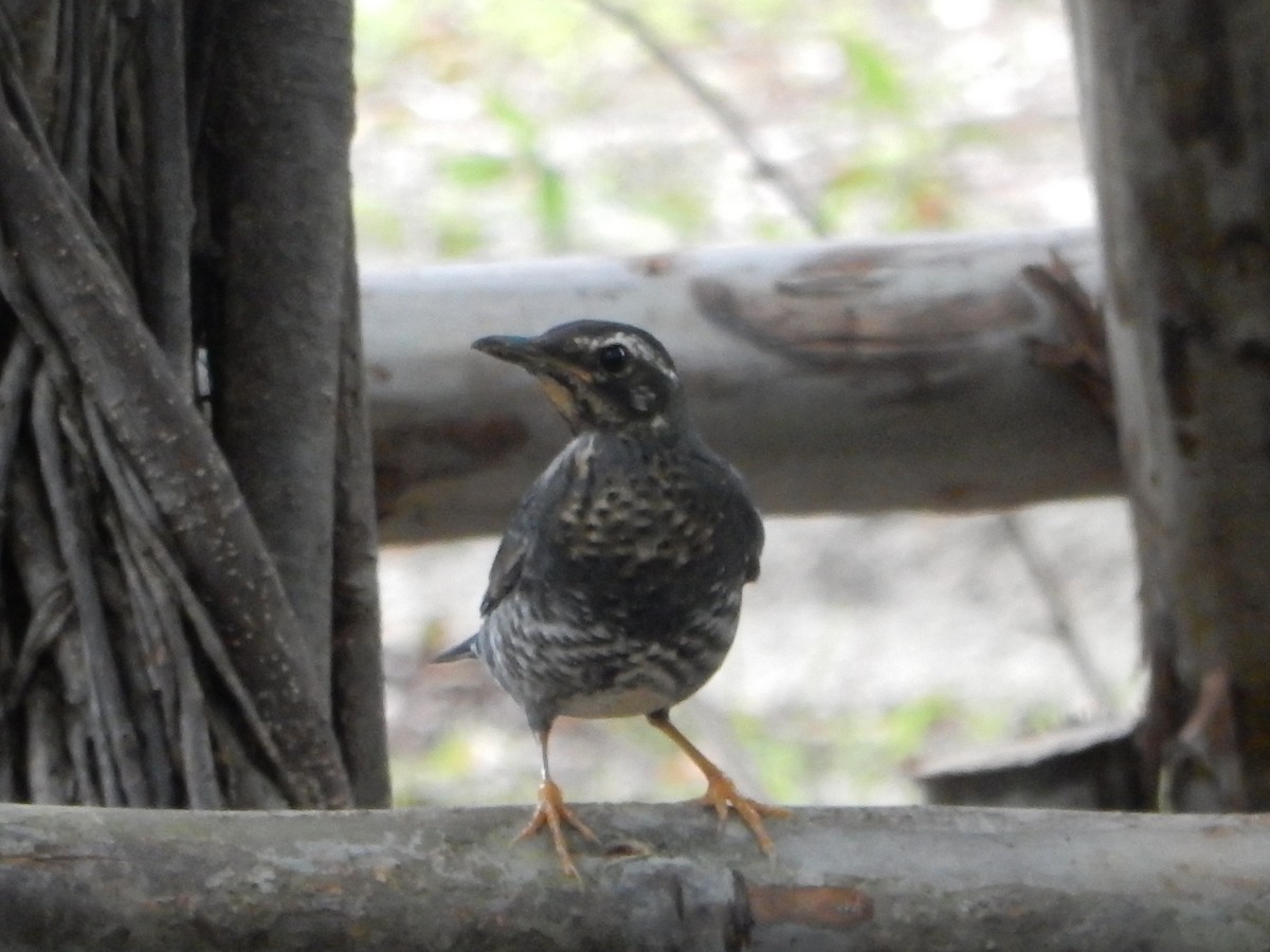 Siberian Thrush - ML645377156