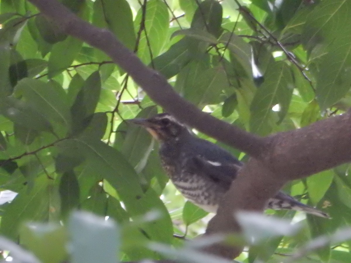Siberian Thrush - ML645377157
