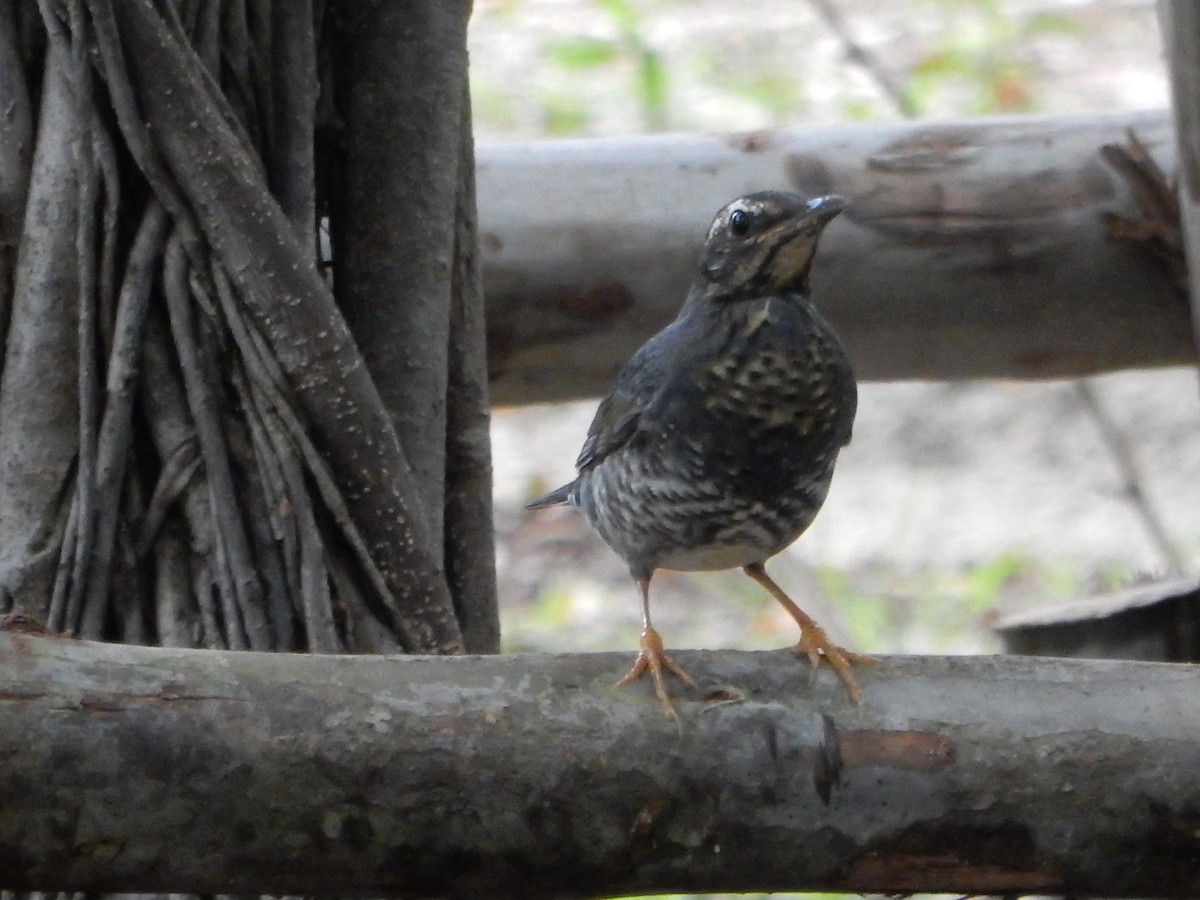 Siberian Thrush - ML645377158