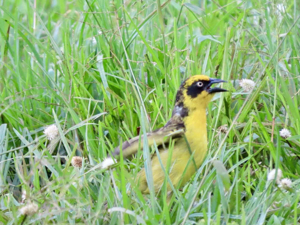 Baglafecht Weaver - ML645377159