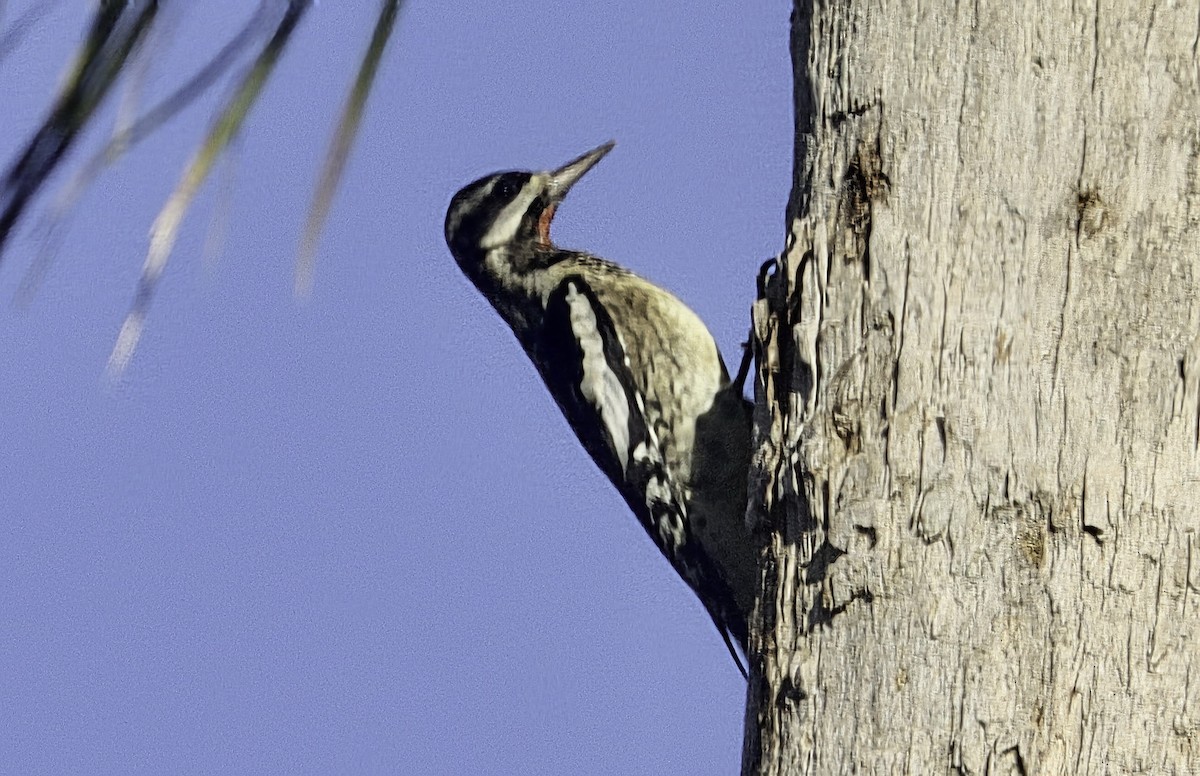 Yellow-bellied Sapsucker - ML645377160