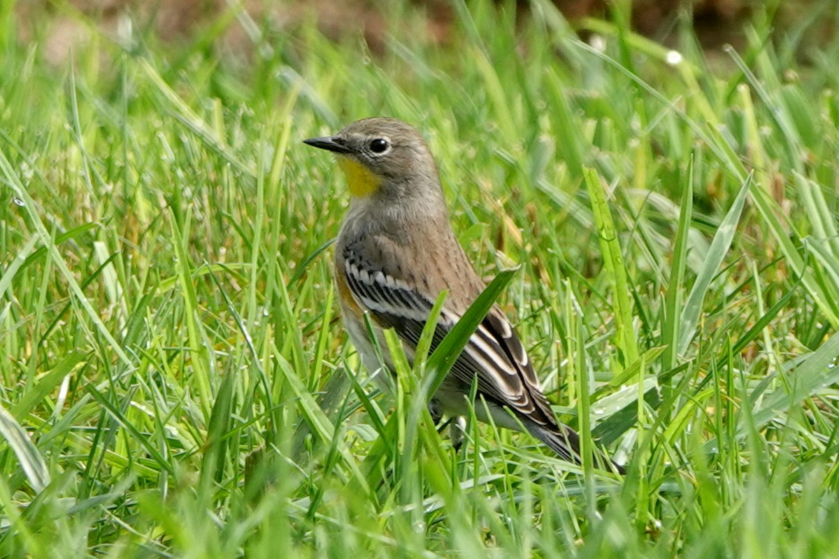 Yellow-rumped Warbler - ML645377161