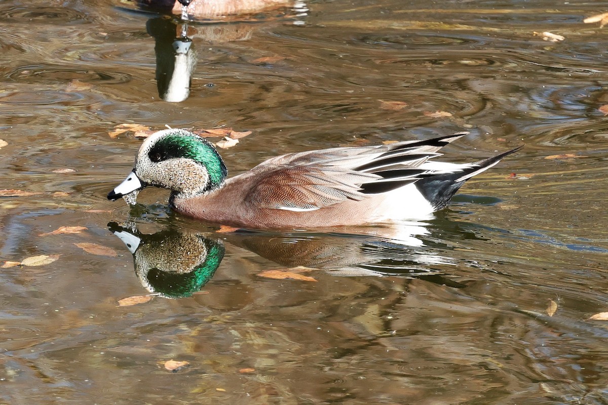 American Wigeon - ML645377162