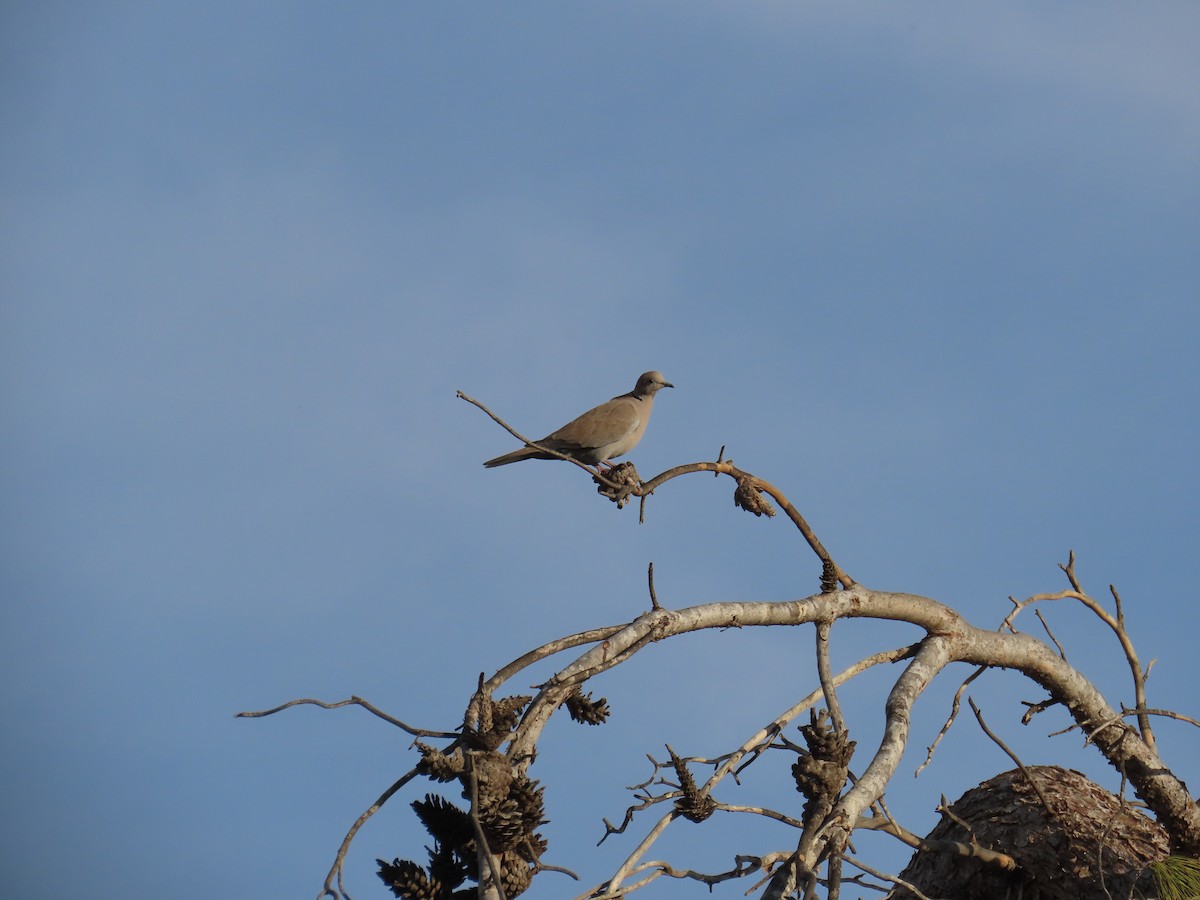 Eurasian Collared-Dove - ML645377163