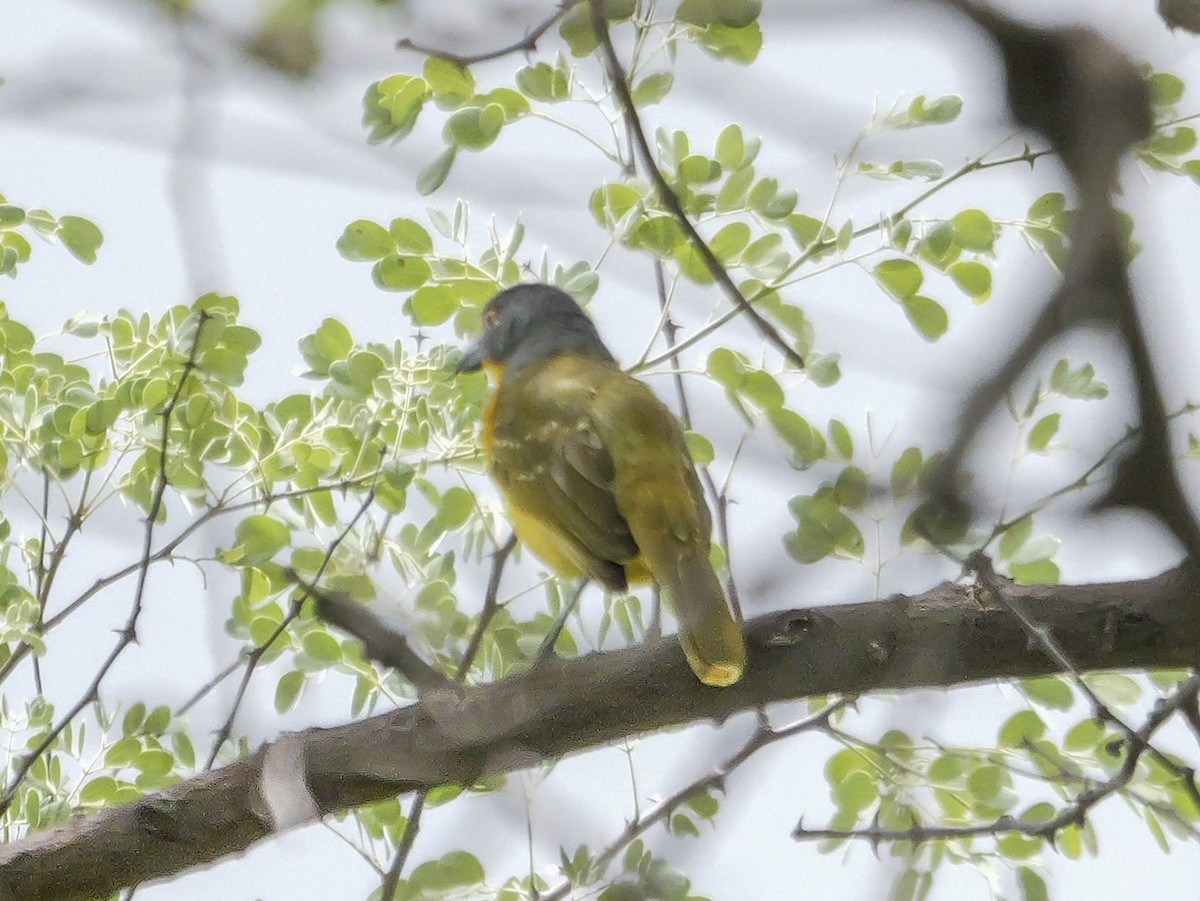 Gray-headed Bushshrike - ML645377164