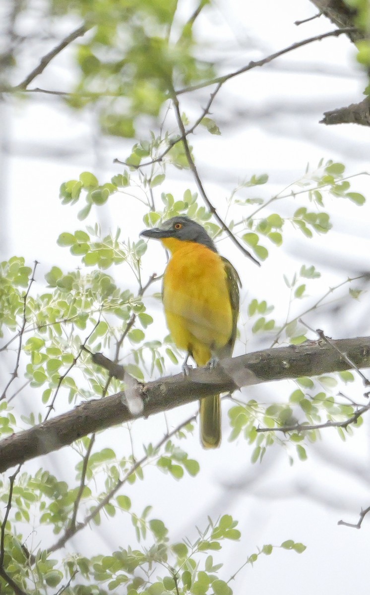 Gray-headed Bushshrike - ML645377165