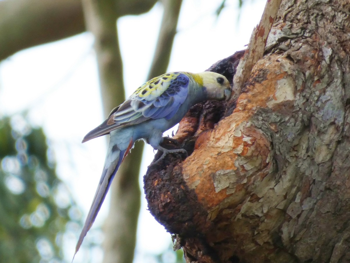 Pale-headed Rosella - ML645377166