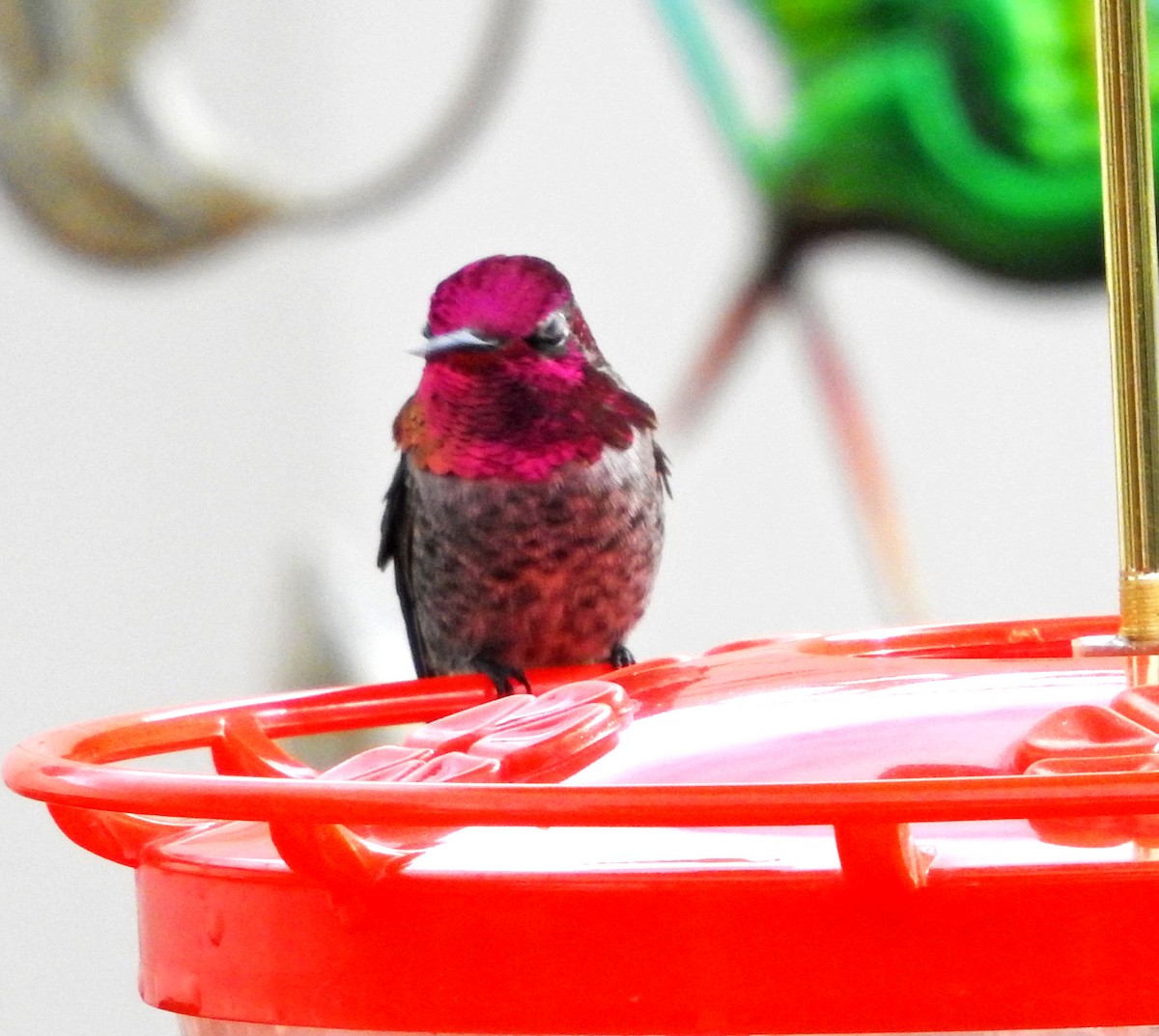 Anna's Hummingbird - ML645377169