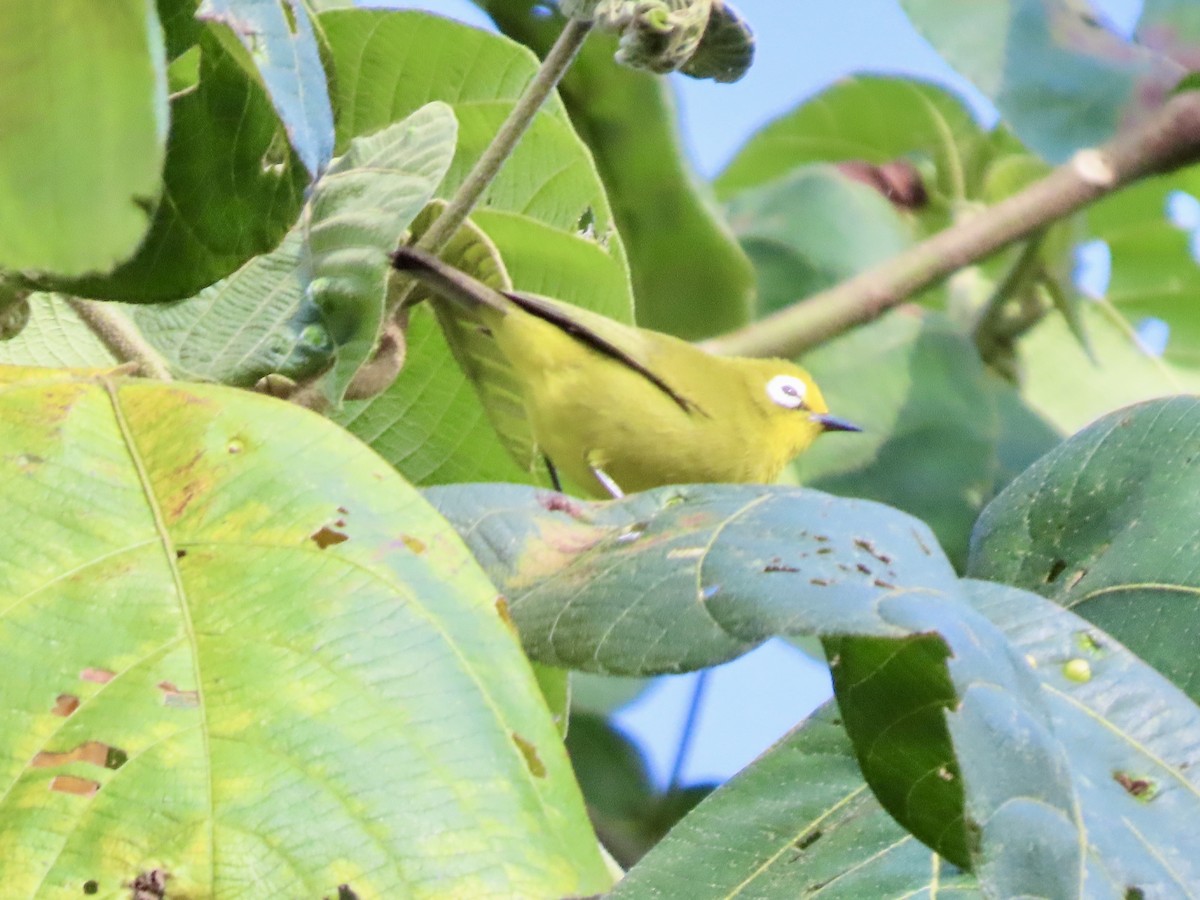 Kikuyu White-eye - ML645377170