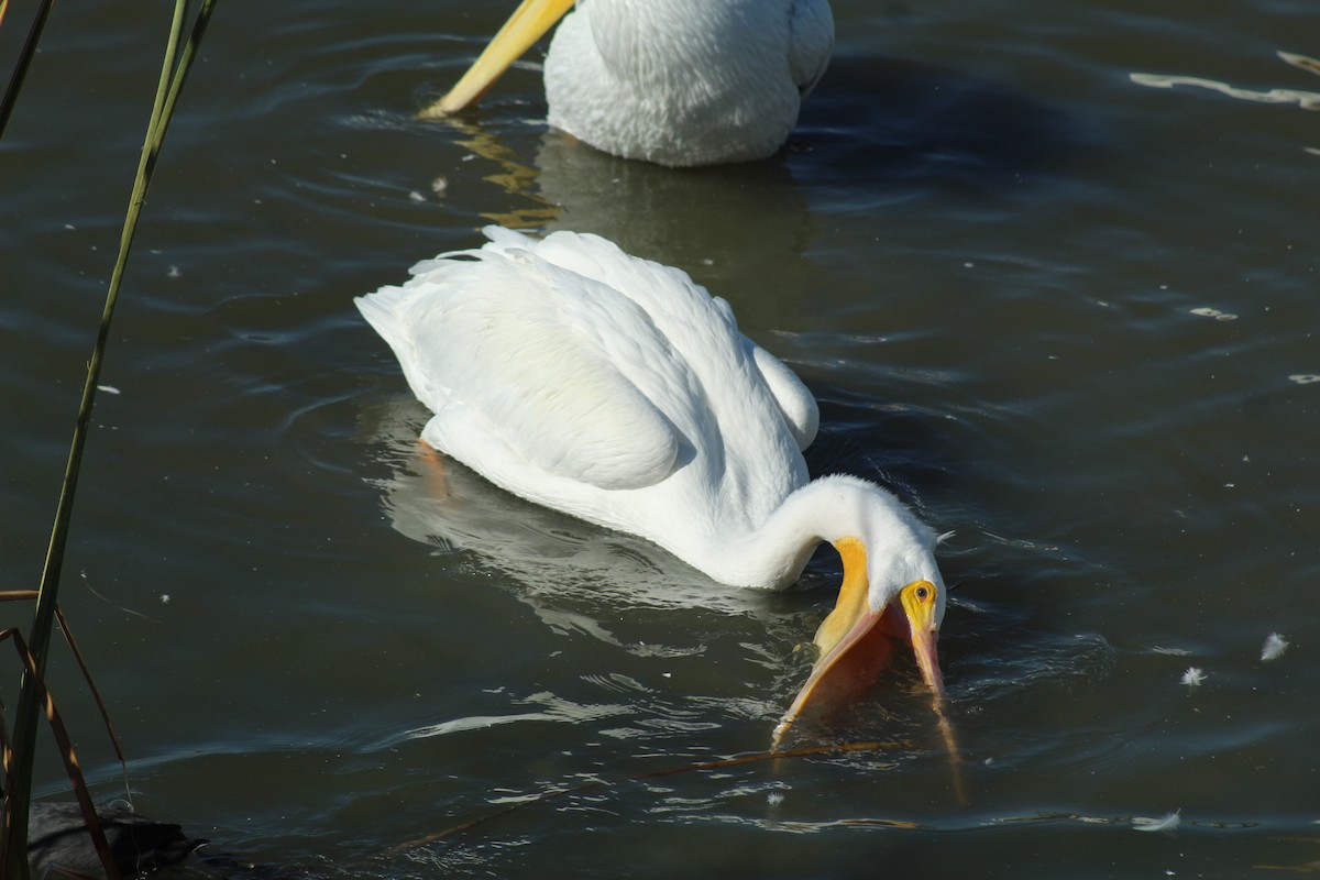 American White Pelican - ML645377172